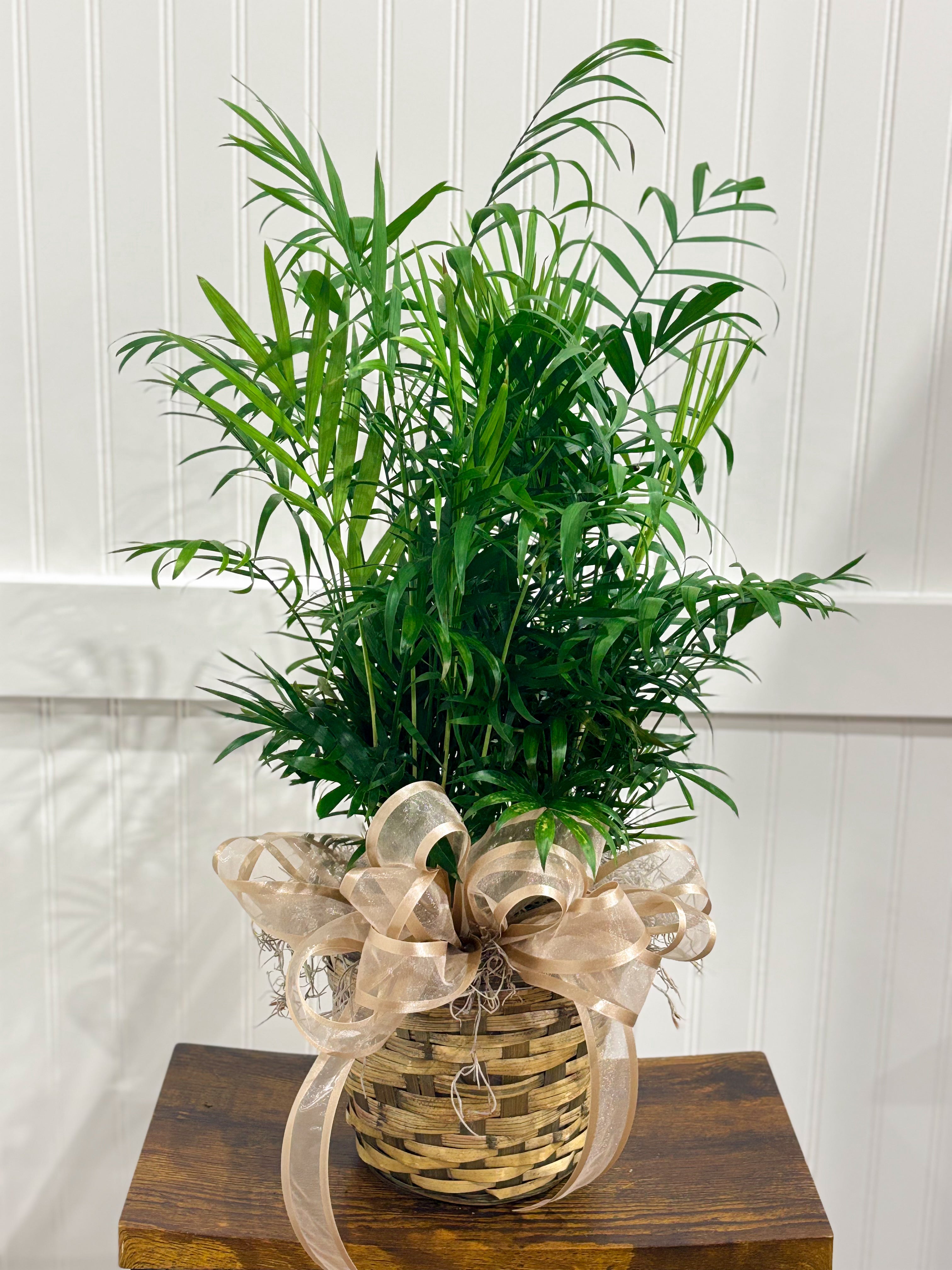 Assorted Seasonal Plant - Medium