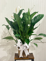 Assorted Seasonal Plant - Large