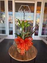 Assorted Seasonal Plant - Medium