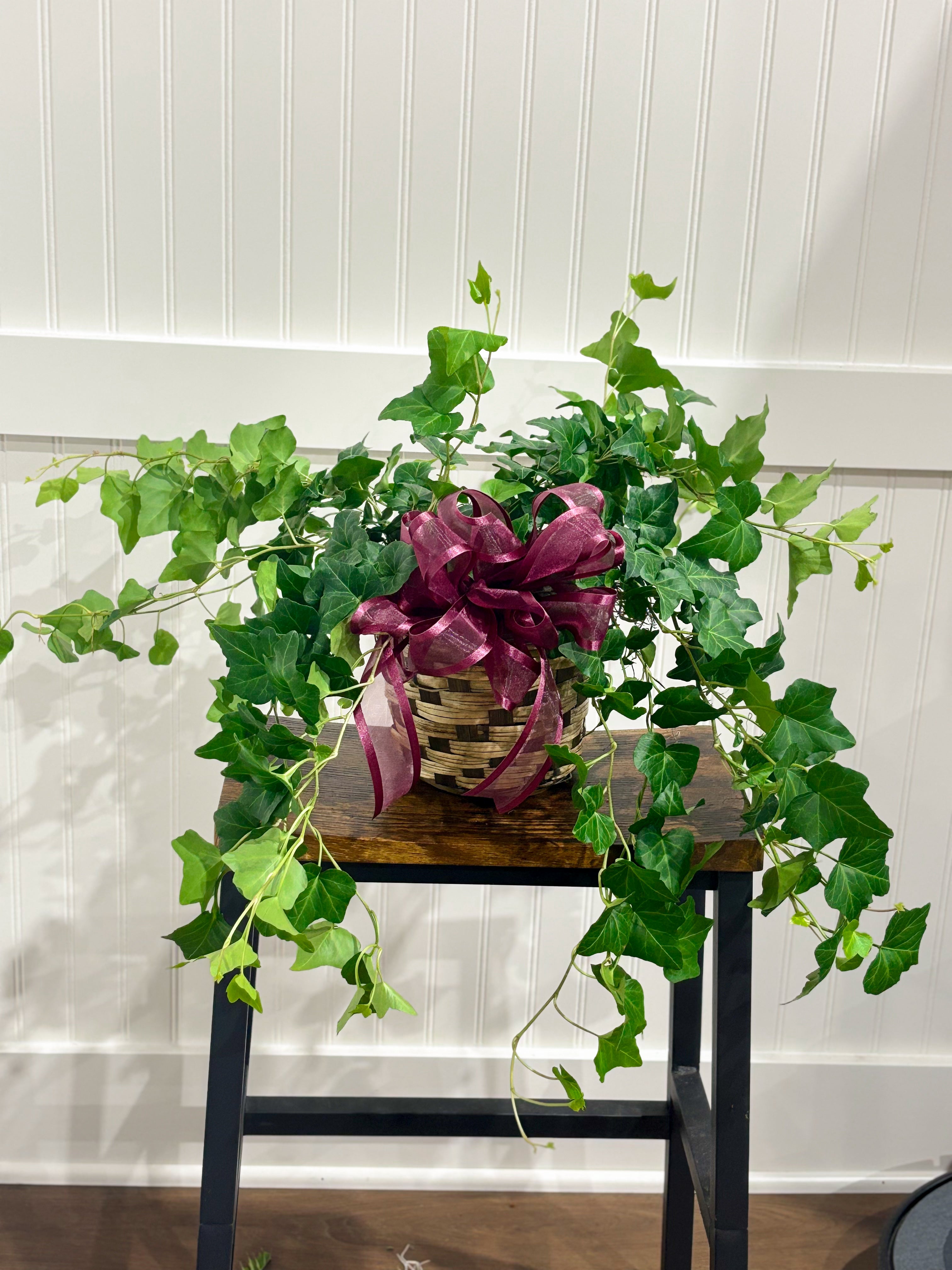Assorted Seasonal Plant - Medium
