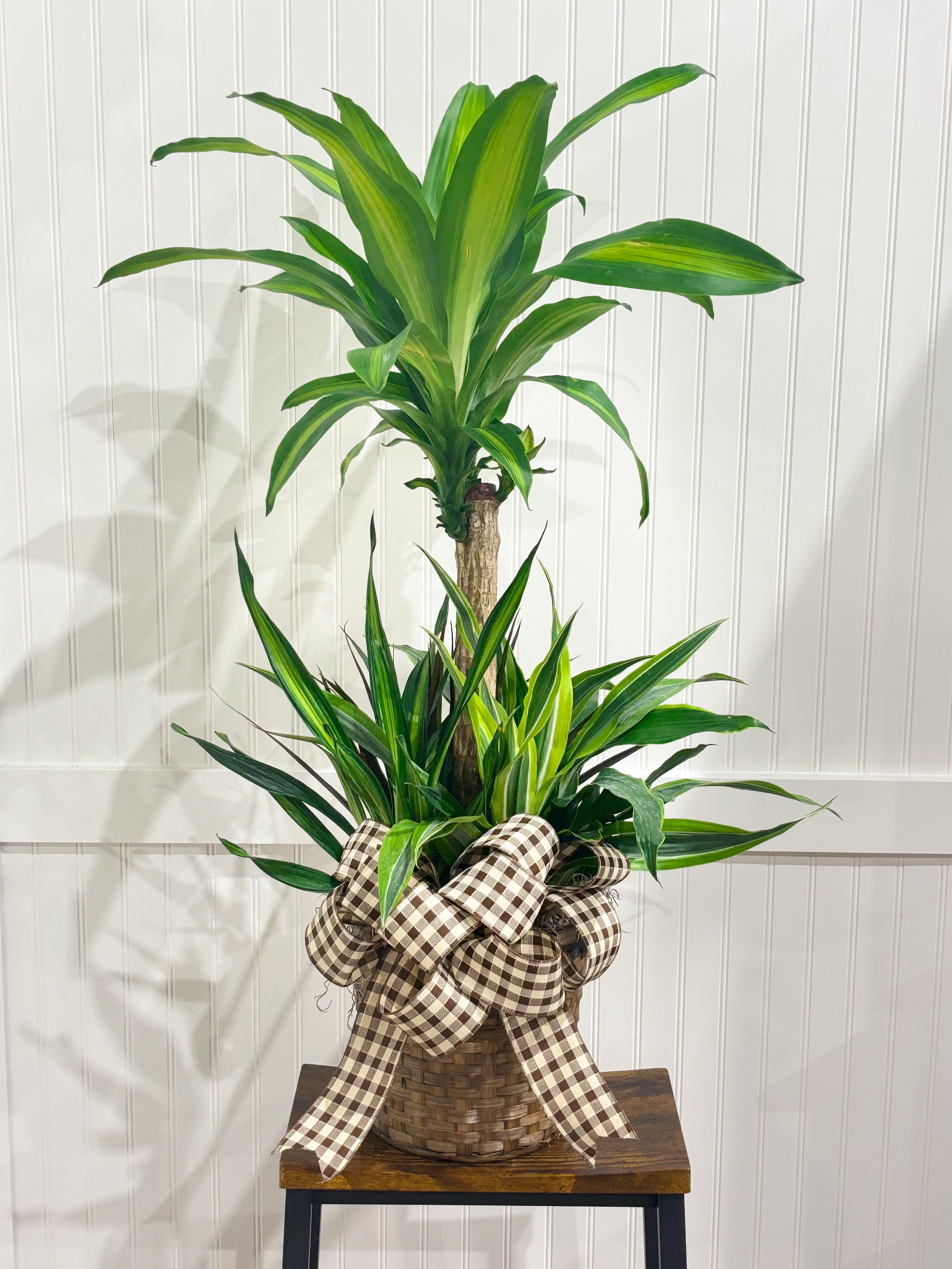 Assorted Seasonal Plant - Large