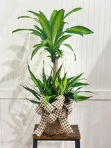 Assorted Seasonal Plant - Large