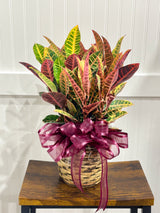 Assorted Seasonal Plant - Medium