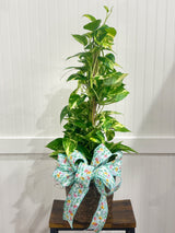 Assorted Seasonal Plant - Large