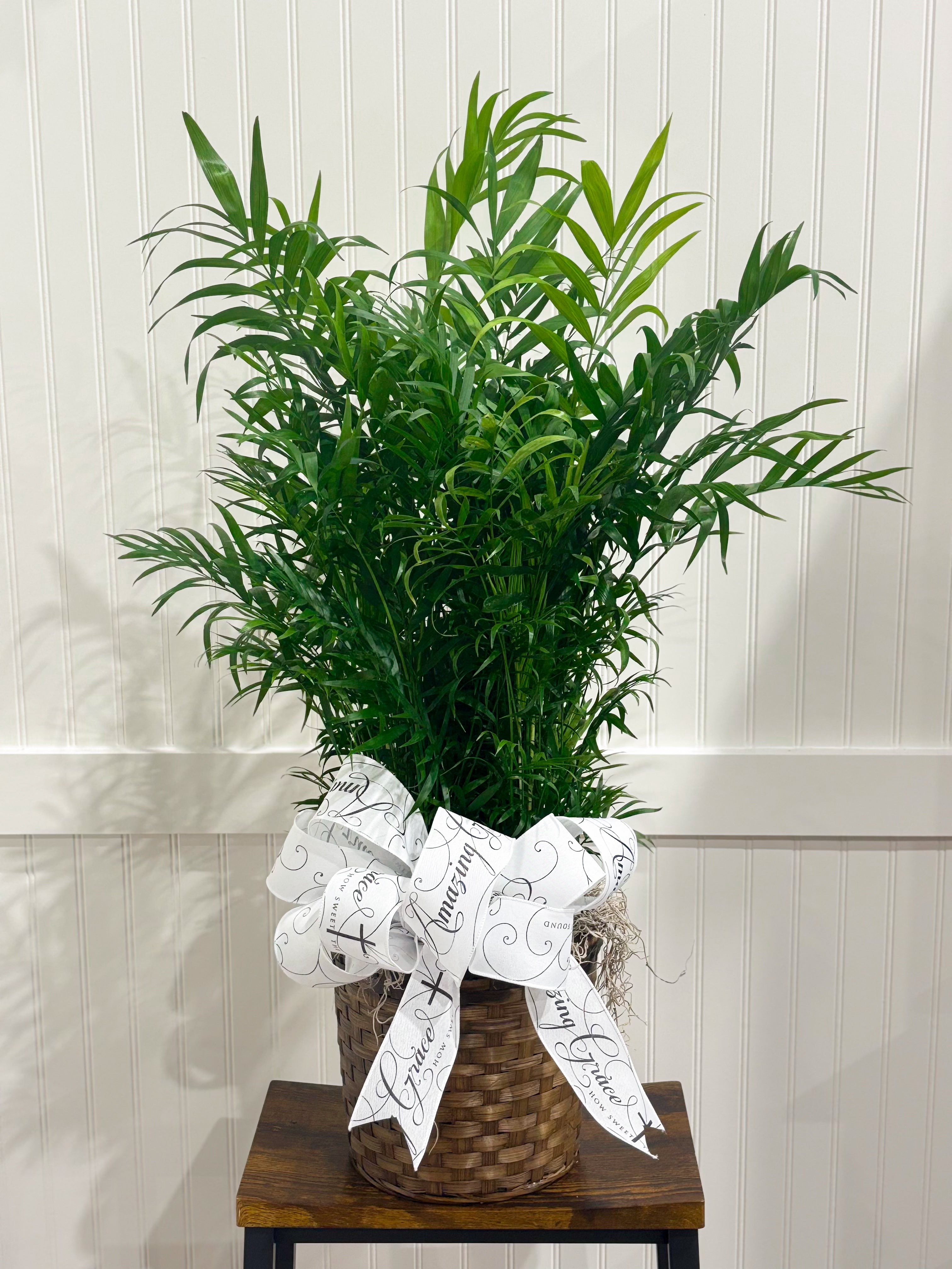 Assorted Seasonal Plant - Large