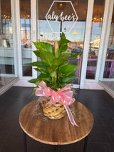 Assorted Seasonal Plant - Medium