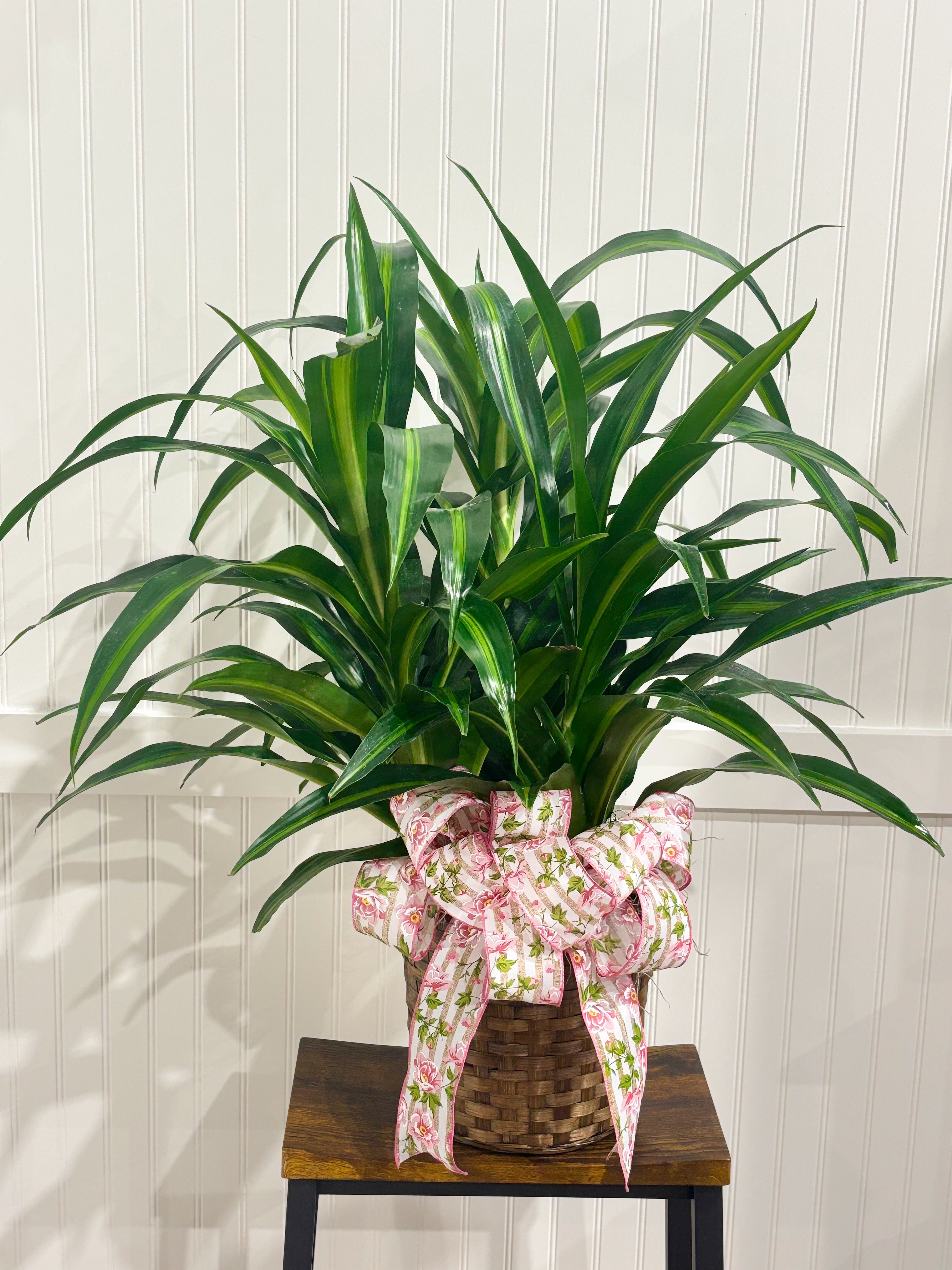 Assorted Seasonal Plant - Large