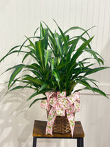 Assorted Seasonal Plant - Large