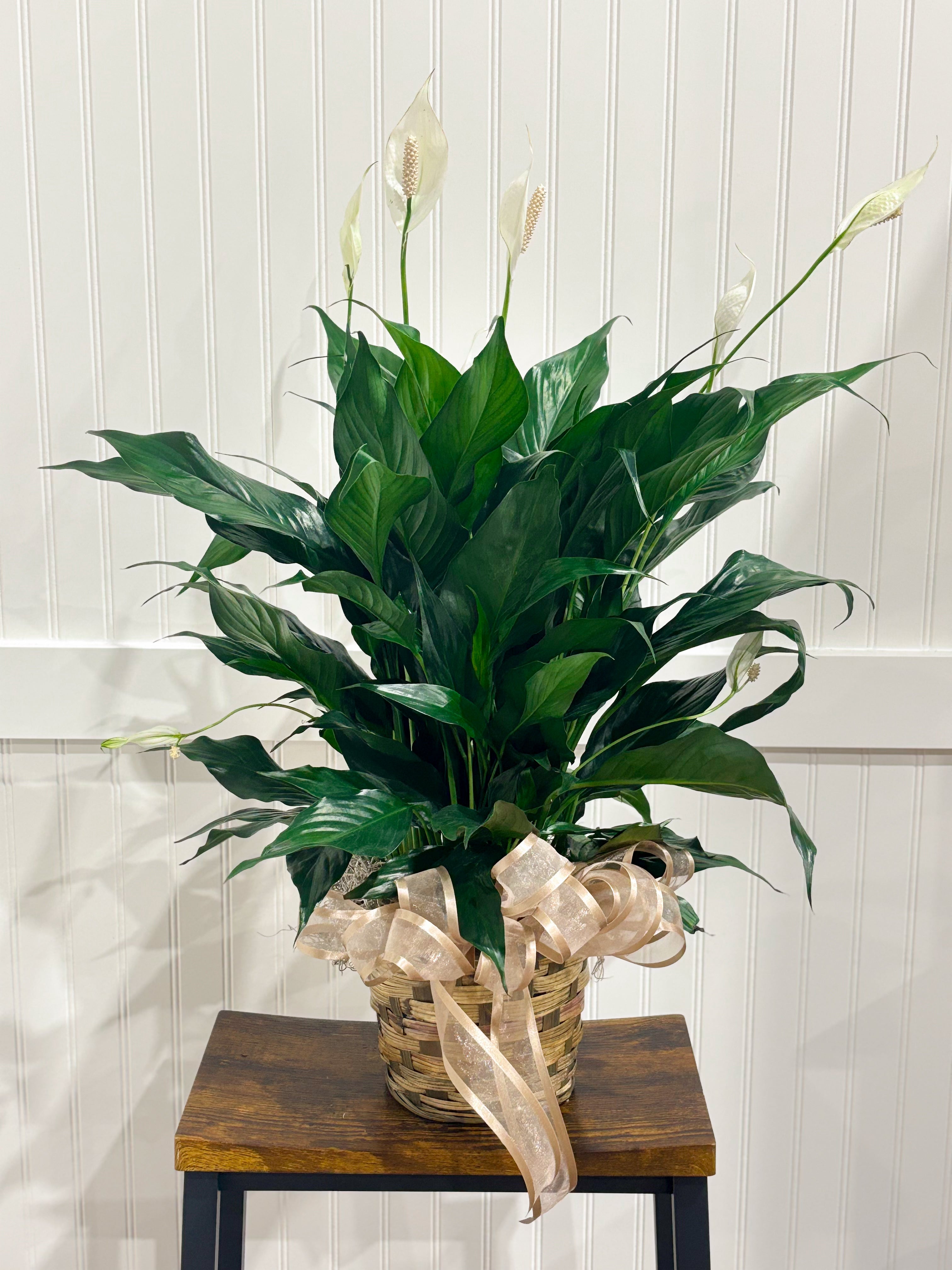 Assorted Seasonal Plant - Medium