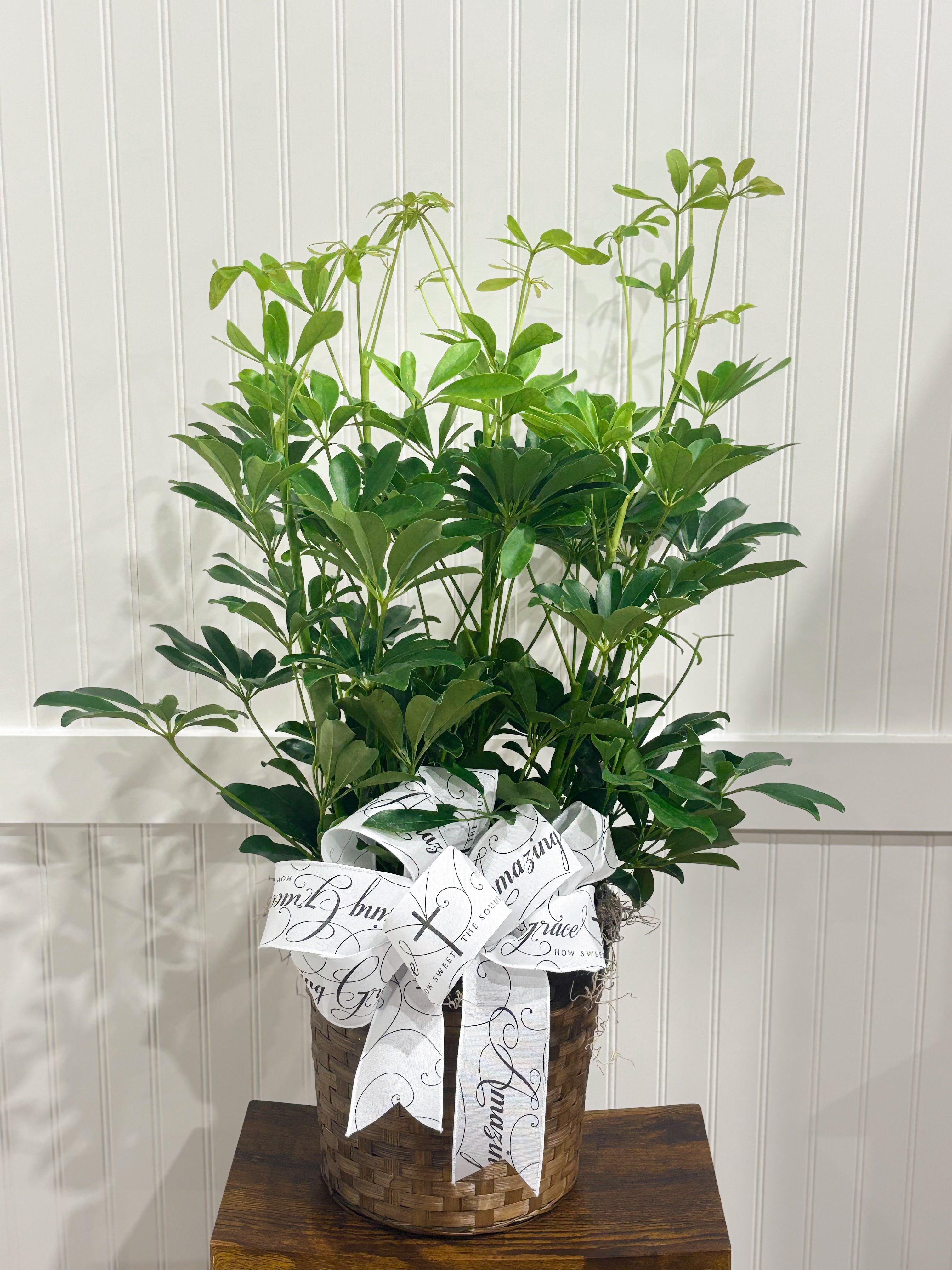 Assorted Seasonal Plant - Large