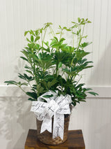 Assorted Seasonal Plant - Large
