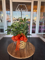 Assorted Seasonal Plant - Medium