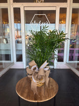 Assorted Seasonal Plant - Medium