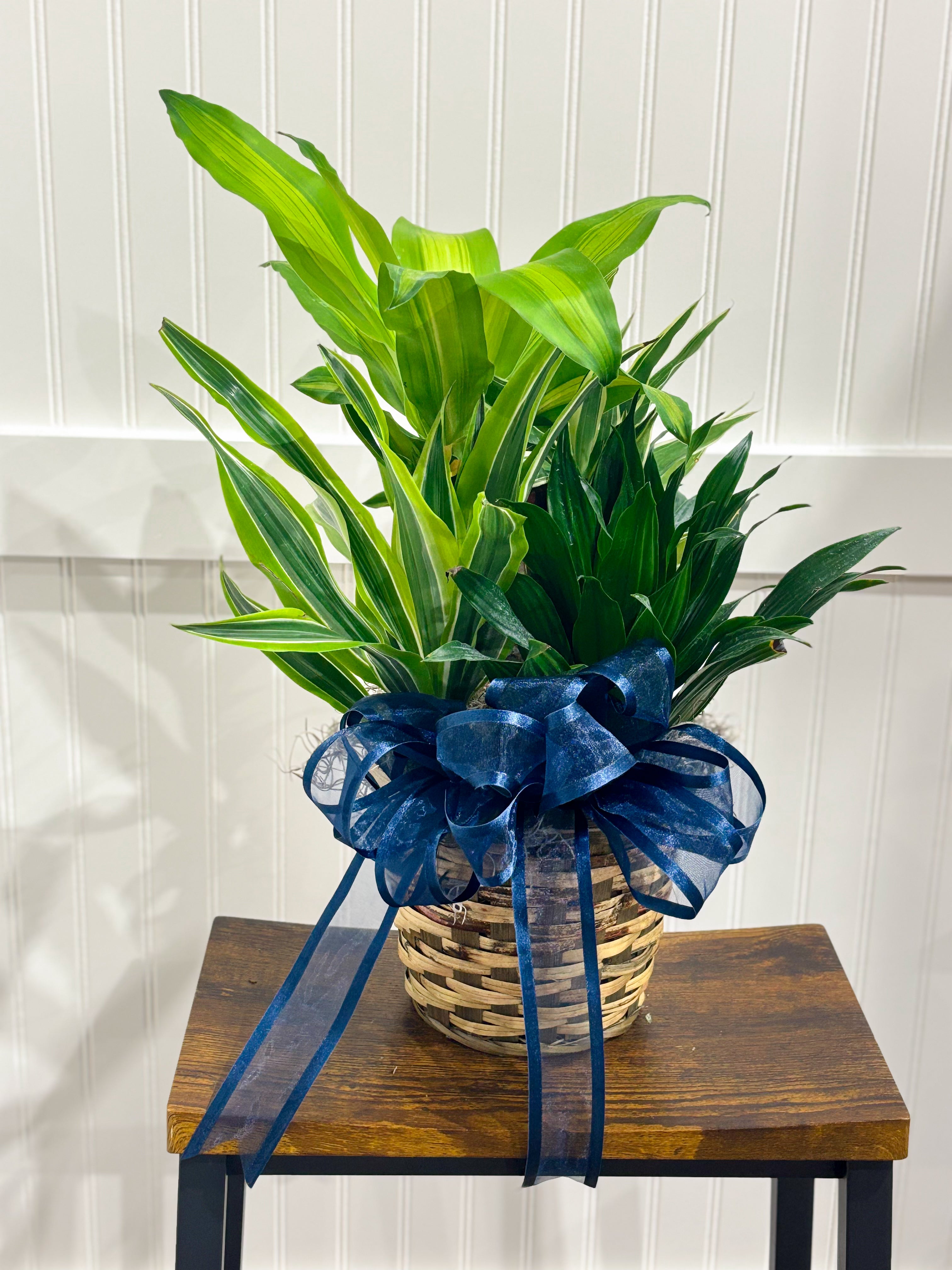Assorted Seasonal Plant - Medium