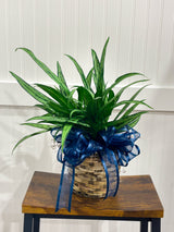 Assorted Seasonal Plant - Medium